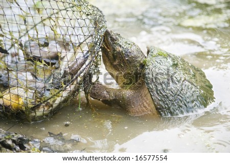 A common snapping turtle attempts to bite through a metal fish basket on a small pond