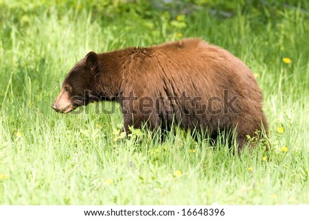 A black bear walks through the woods in the western United States