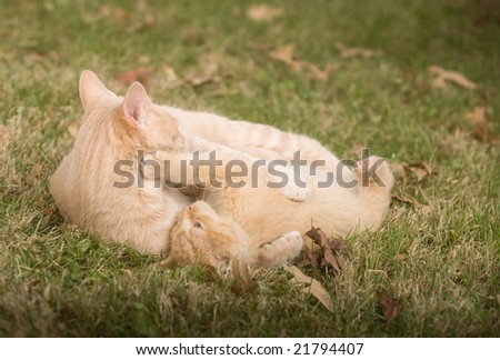 Two cats play and paw at each other in the grass