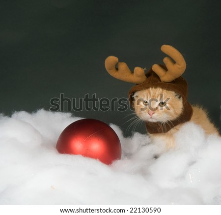 A yellow kitten with reindeer antler hat sitting in fake snow with a red Christmas ornament