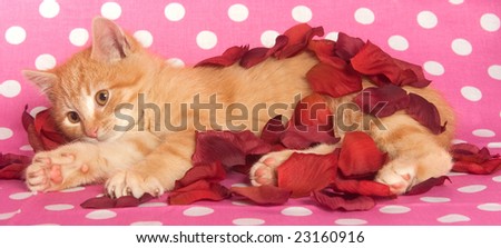 A kitten plays with red rose petals on a spotted background.