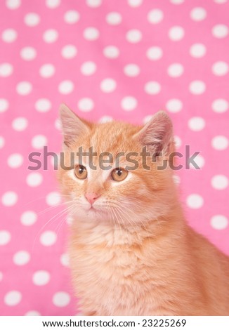 A yellow kitten against a pink and white polka dot background for use on valentines day or parties.