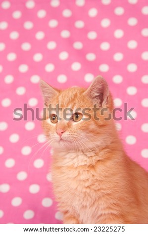 A yellow kitten against a pink and white polka dot background for use on valentines day or parties.