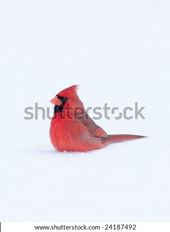 A northern cardinal sits in the snow following a winter storm