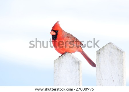 A northern cardinal sits on a white fence post following a winter storm