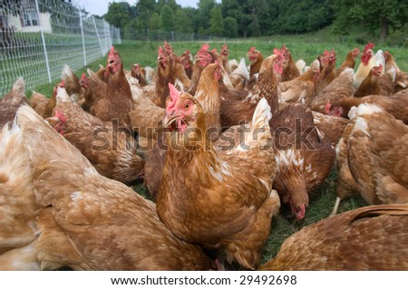A group of pasture raised chicken search for food on the ground