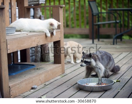 Kitten watching as raccoon moves in to steal food. Shows wildlife and pet interaction