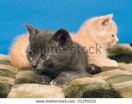 A group of kittens sitting on a blanket with a blue background