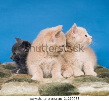 A group of kittens sitting on a blanket with a blue background