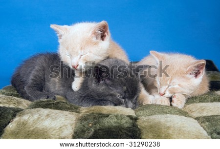 A group of kittens take a nap on a blanket with a blue background