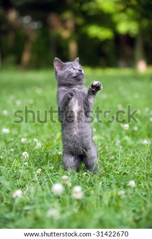 A kitten jumps and plays in an open field.