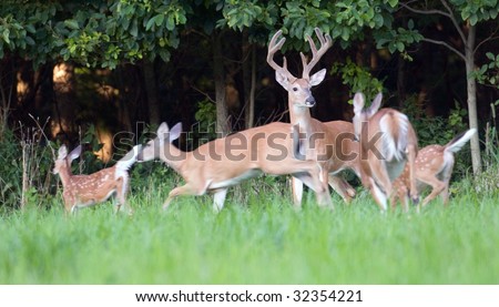 A whitetail deer buck stands still while does and fawns flee. Motion blur in running animals.