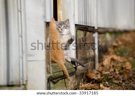 Two kittens play in the doorway of a metal shed