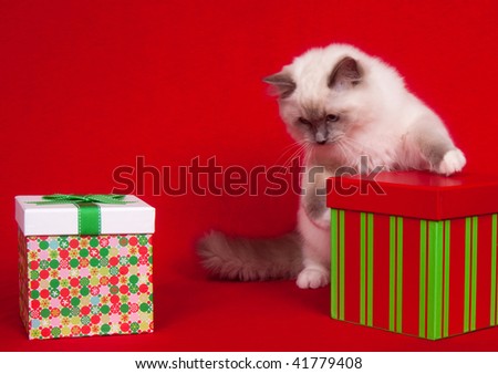 Ragdoll kitten sitting among presents on red cloth background.