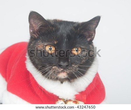 Cat wearing santa suit