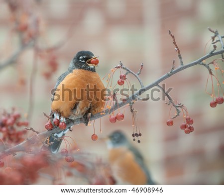 American robin feeding in a berry tree on cold winter day