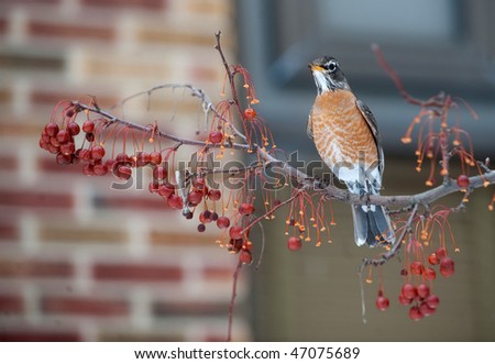 American robin sitting in a berry tree on cold winter day