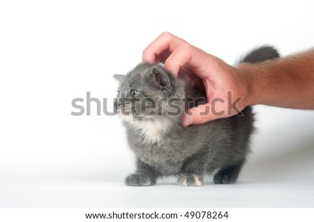 gray kitten enjoys getting scratched and petted on white