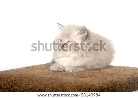 Fluffy light gray kitten resting on carpet covered top of cat furniture