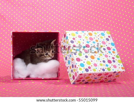 Cute tabby kitten sitting in gift box