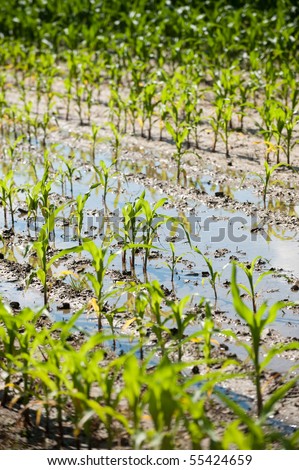 Field of corn flooded by heavy rains and suffering crop damage on a farm in the midwest United States.