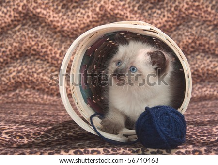 Cute kitten with blue eyes in a basket with ball of yarn on animal print background