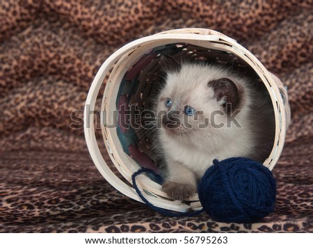 Cute kitten with blue eyes in a basket with ball of yarn on animal print background