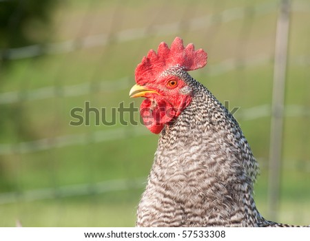 pasture raised barred rock rooster chicken with electric fence in background