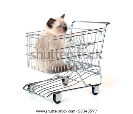 cute kitten sitting inside of shopping cart on white background