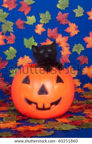 Cute black kitten in plastic jack-o-lantern  with fall leaves on blue background