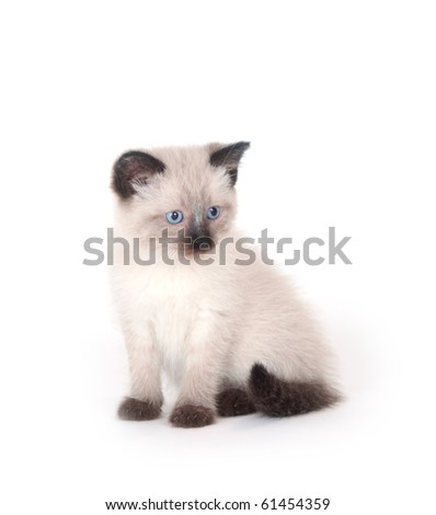 Cute kitten looking up on white background