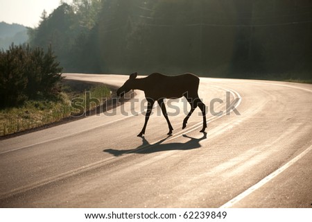 Moose backlit by morning light as it crosses a highway in Algonquin Provincial Park