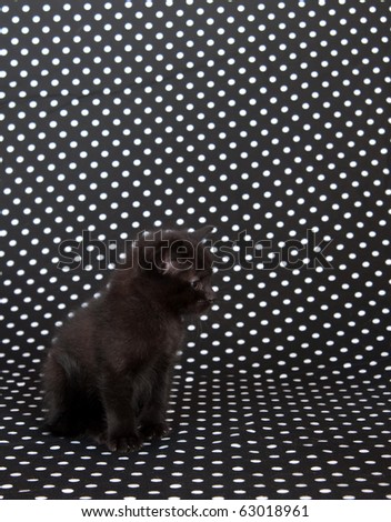 Cute black kitten on black and white polka dot background