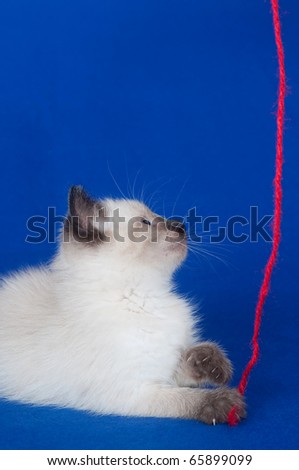 Cute kitten playing with red string on blue background