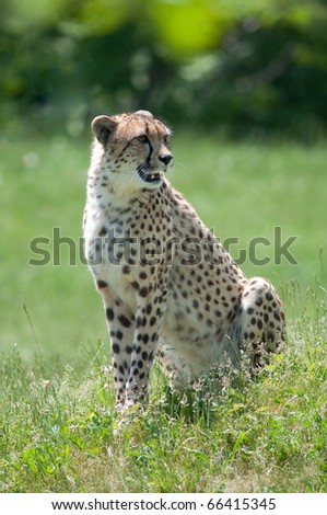 Cheetah sitting in an open meadow