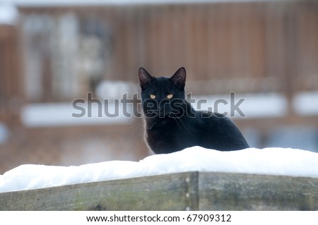 Black cat sitting outdoors in a bird feeder