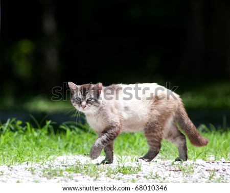 Large male outdoor cat walking along a gravel path