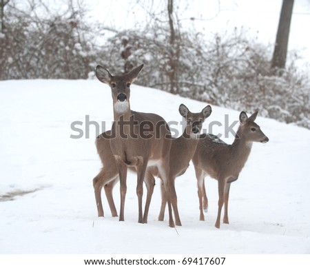 Three white-tailed deer does standing on a snow covered hillside