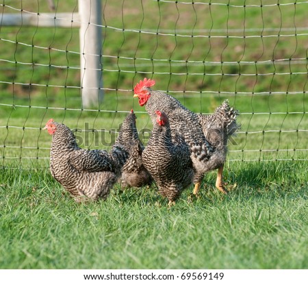 Barred rock pasture raised chickens in a pen