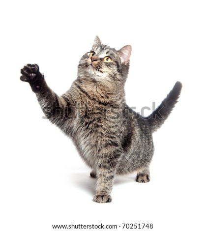 Cute tabby cat swinging its paw and playing on white background