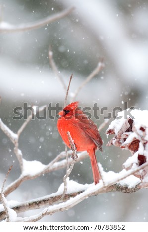 Northern cardinal sits perched on a snow covered branch following winter storm
