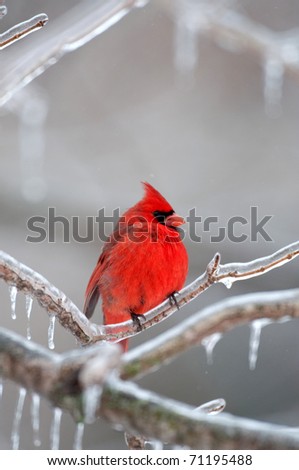 Northern cardinal sitting on an ice covered branch following winter storm