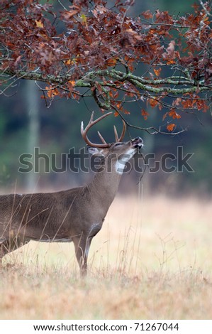 White-tailed deer buck chewing on branches and marking scent as part of rut behaviour