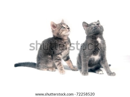 Group of cute gray kittens on white background