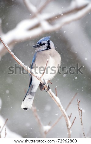 A blue jay perched on ice covered branches following a winter storm