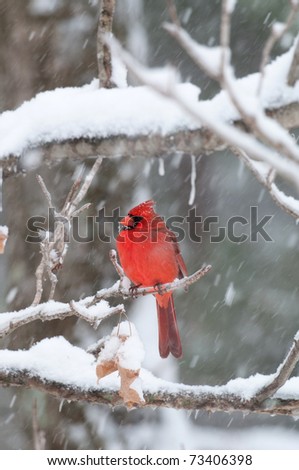 Northern cardinal sits perched on a snow covered branch following winter storm