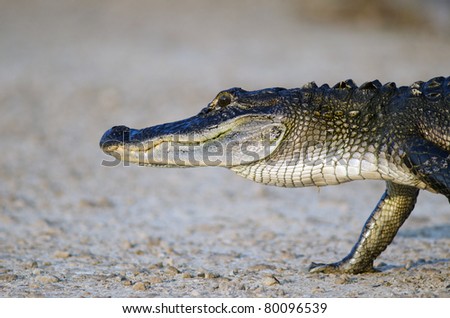 An American alligator walking along the shore of a Florida swamp