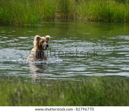 A juvenile Alaska brown bear walks on its hind legs through a lake searching for salmon