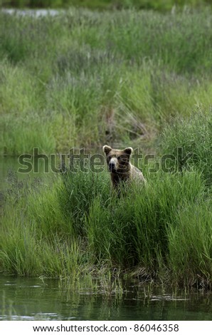 Large Alaskan brown bear in high grass along the edge of a river in Katmai National Park