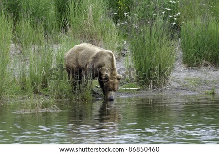 An Alaskan brown bear drinks from the shore of a lake in Katmai National Park